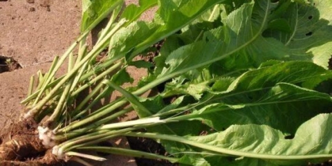 Kako se brzo riješiti hrena u bašti: narodni lijekovi, u jesen